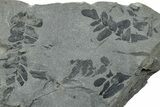 Pennsylvanian Fossil Fern (Neuropteris) Plate - Kentucky #258829-1